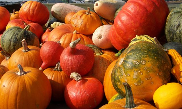 pumpkins_and_gourds